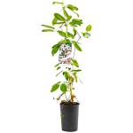 Armand Clematis (Clematis armandii) Vine Plant - Flowering Climber Plants