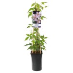 Pink Anemone Clematis (Clematis montana 'Rubens') Vine Plant - Flowering Climber Plants
