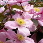 Pink Anemone Clematis (Clematis montana 'Rubens') Vine Plant - Flowering Climber Plants