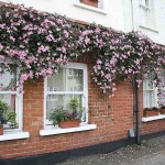 Pink Anemone Clematis (Clematis montana 'Rubens') Vine Plant - Flowering Climber Plants