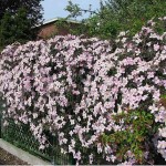 Pink Anemone Clematis (Clematis montana 'Rubens') Vine Plant - Flowering Climber Plants