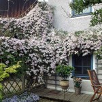Pink Anemone Clematis (Clematis montana 'Rubens') Vine Plant - Flowering Climber Plants