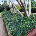 Κισσός (Hedera helix-Χέδερα η έλιξ) Αναρριχώμενο Φυτό - Αναρριχώμενα Φυτά