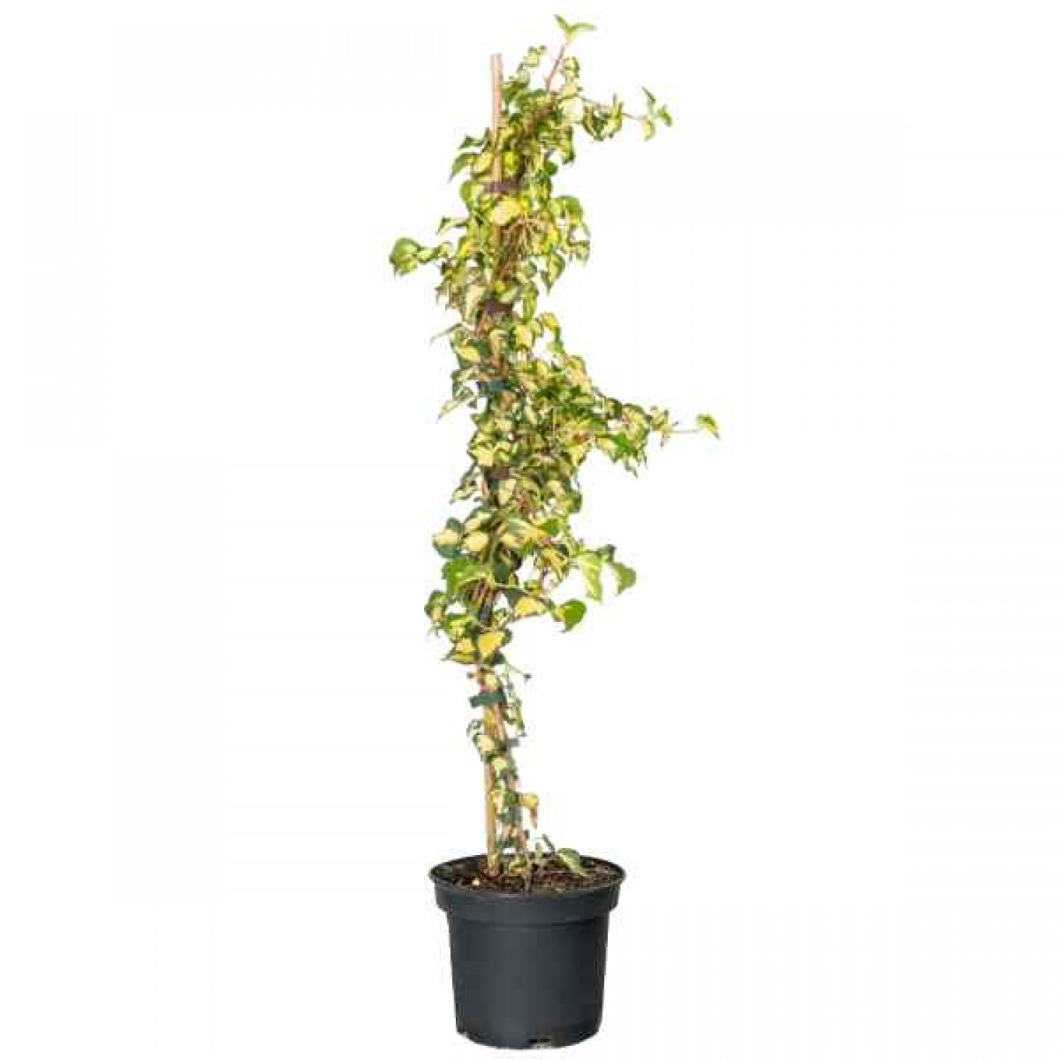 Κισσός Πανασέ (Hedera helix 'Oro di Bogliasco') Αναρριχώμενο Φυτό - Αναρριχώμενα Φυτά