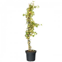 Κισσός Πανασέ (Hedera helix 'Oro di Bogliasco') Αναρριχώμενο Φυτό - Αναρριχώμενα Φυτά