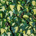 Κισσός Πανασέ (Hedera helix 'Oro di Bogliasco') Αναρριχώμενο Φυτό - Αναρριχώμενα Φυτά