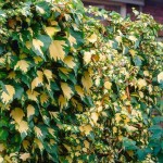 Κισσός Πανασέ (Hedera helix 'Oro di Bogliasco') Αναρριχώμενο Φυτό - Αναρριχώμενα Φυτά