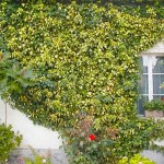 Κισσός Πανασέ (Hedera helix 'Oro di Bogliasco') Αναρριχώμενο Φυτό - Αναρριχώμενα Φυτά