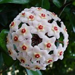 Κεράκι ή Χόγια (Hoya carnosa) Αναρριχώμενο Φυτό - Κεράκια ή Χόγιες Αναρριχώμενα Φυτά
