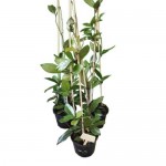 Κεράκι ή Χόγια (Hoya carnosa) Αναρριχώμενο Φυτό - Κεράκια ή Χόγιες Αναρριχώμενα Φυτά