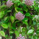 Κεράκι ή Χόγια (Hoya carnosa) Αναρριχώμενο Φυτό - Κεράκια ή Χόγιες Αναρριχώμενα Φυτά