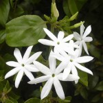 Γιασεμί Χιώτικο Αναρριχώμενο Φυτό (Jasminum grandiflorum)