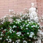 Γιασεμί Χιώτικο Αναρριχώμενο Φυτό (Jasminum grandiflorum)
