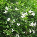 Γιασεμί Χιώτικο Αναρριχώμενο Φυτό (Jasminum grandiflorum)