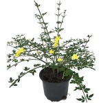 Γιασεμί Χιώτικο Θάμνος (Jasminum nudiflorum) Γιασεμί Κίτρινο Αναρριχώμενο Φυτό (Jasminum nudiflorum) - Ανθοφόρα Αναρριχώμενα Φυτά & Θάμνοι