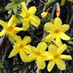 Γιασεμί Χιώτικο Θάμνος (Jasminum nudiflorum) Γιασεμί Κίτρινο Αναρριχώμενο Φυτό (Jasminum nudiflorum) - Ανθοφόρα Αναρριχώμενα Φυτά & Θάμνοι