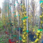 Γιασεμί Χιώτικο Θάμνος (Jasminum nudiflorum) Γιασεμί Κίτρινο Αναρριχώμενο Φυτό (Jasminum nudiflorum) - Ανθοφόρα Αναρριχώμενα Φυτά & Θάμνοι