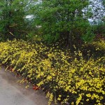 Γιασεμί Χιώτικο Θάμνος (Jasminum nudiflorum) Γιασεμί Κίτρινο Αναρριχώμενο Φυτό (Jasminum nudiflorum) - Ανθοφόρα Αναρριχώμενα Φυτά & Θάμνοι