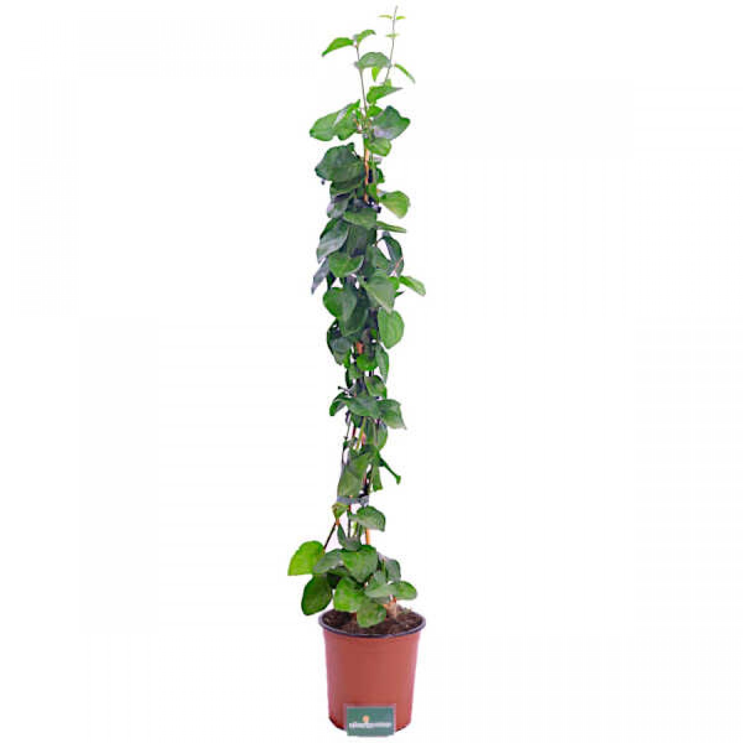 Arabian Jasmine (Jasminum sambac) Climber Plant Arabian Jasmine (Jasminum sambac) Climber
