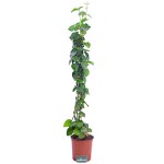 Arabian Jasmine (Jasminum sambac) Climber Plant Arabian Jasmine (Jasminum sambac) Climber
