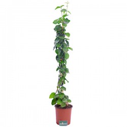 Arabian Jasmine (Jasminum sambac) Climber