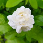 Arabian Jasmine (Jasminum sambac) Climber Plant Arabian Jasmine (Jasminum sambac) Climber