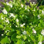 Arabian Jasmine (Jasminum sambac) Climber Plant Arabian Jasmine (Jasminum sambac) Climber
