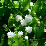 Arabian Jasmine (Jasminum sambac) Climber Plant Arabian Jasmine (Jasminum sambac) Climber