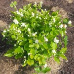 Arabian Jasmine (Jasminum sambac) Climber Plant Arabian Jasmine (Jasminum sambac) Climber