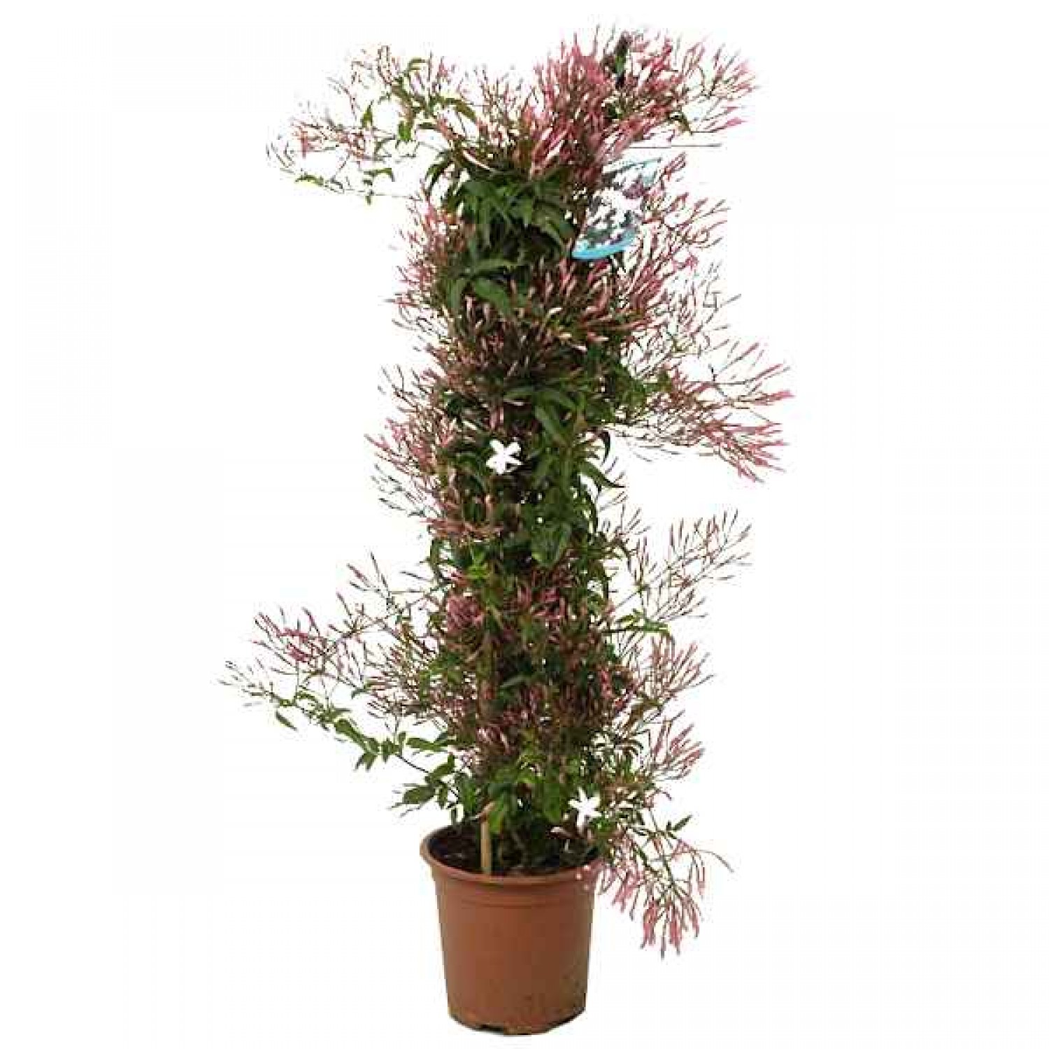 Pink Jasmine (Jasminum polyanthum) Climbing Plant - Flowering Vine Plants