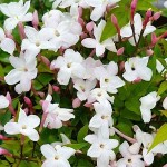 Pink Jasmine (Jasminum polyanthum) Climbing Plant - Flowering Vine Plants