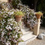 Pink Jasmine (Jasminum polyanthum) Climbing Plant - Flowering Vine Plants