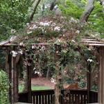 Pink Jasmine (Jasminum polyanthum) Climbing Plant - Flowering Vine Plants