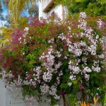 Pink Jasmine (Jasminum polyanthum) Climbing Plant - Flowering Vine Plants