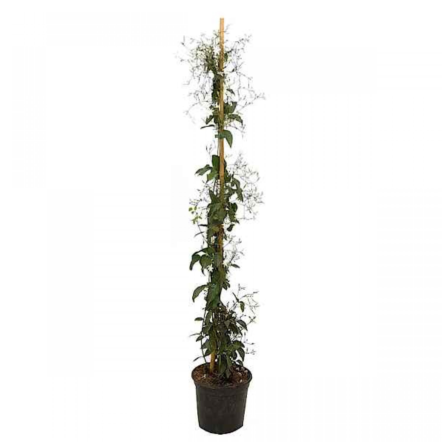 Lemon-Scented Jasmine (Jasminum azoricum) Climbing Plant - Flowering Vine Plants
