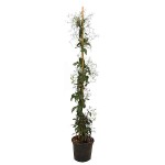 Lemon-Scented Jasmine (Jasminum azoricum) Climbing Plant - Flowering Vine Plants