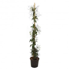 Γιασεμί Αζορών ή Αράπικο (Jasminum azoricum) Αναρριχώμενο Φυτό - Ανθοφόρα Αναρριχώμενα Φυτά
