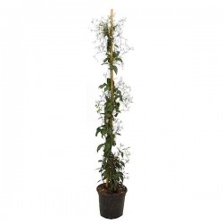 Γιασεμί Αζορών ή Αράπικο (Jasminum azoricum) Αναρριχώμενο Φυτό - Ανθοφόρα Αναρριχώμενα Φυτά