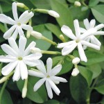 Lemon-Scented Jasmine (Jasminum azoricum) Climbing Plant - Flowering Vine Plants