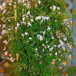 Lemon-Scented Jasmine (Jasminum azoricum) Climbing Plant - Flowering Vine Plants