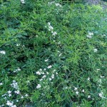 Lemon-Scented Jasmine (Jasminum azoricum) Climbing Plant - Flowering Vine Plants