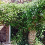 Lemon-Scented Jasmine (Jasminum azoricum) Climbing Plant - Flowering Vine Plants