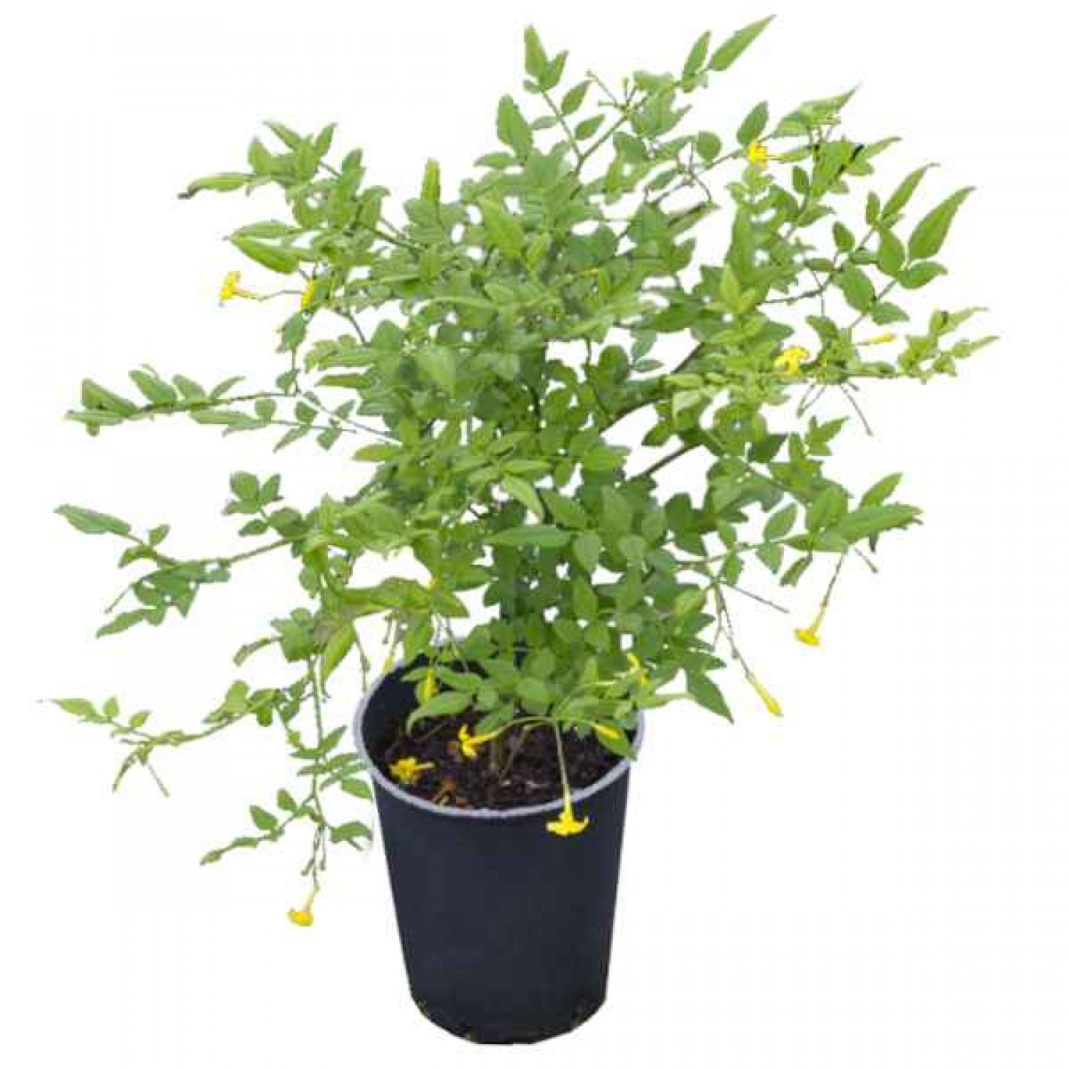Ίασμος ο ταπεινός ή Γιασεμί Κίτρινο (Chrysojasminum humile-συν. Jasminum humile) Φυτό - Ανθοφόρα Φυτά
