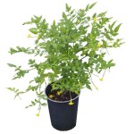 Ίασμος ο ταπεινός ή Γιασεμί Κίτρινο (Chrysojasminum humile-συν. Jasminum humile) Φυτό - Ανθοφόρα Φυτά