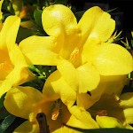 Ίασμος ο ταπεινός ή Γιασεμί Κίτρινο (Chrysojasminum humile-συν. Jasminum humile) Φυτό - Ανθοφόρα Φυτά
