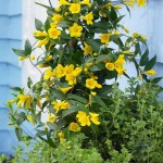 Ίασμος ο ταπεινός ή Γιασεμί Κίτρινο (Chrysojasminum humile-συν. Jasminum humile) Φυτό - Ανθοφόρα Φυτά