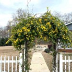 Ίασμος ο ταπεινός ή Γιασεμί Κίτρινο (Chrysojasminum humile-συν. Jasminum humile) Φυτό - Ανθοφόρα Φυτά