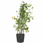 Αγιόκλημα (Lonicera japonica) Αναρριχώμενο Φυτό Αγιόκλημα ή Αιγόκλημα Ιαπωνικό (Lonicera japonica) Αναρριχώμενο - Αναρριχώμενα Φυτά