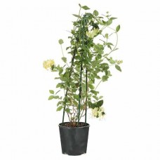 Αγιόκλημα ή Αιγόκλημα Ιαπωνικό (Lonicera japonica) Αναρριχώμενο - Αναρριχώμενα Φυτά