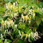Αγιόκλημα (Lonicera japonica) Αναρριχώμενο Φυτό Αγιόκλημα ή Αιγόκλημα Ιαπωνικό (Lonicera japonica) Αναρριχώμενο - Αναρριχώμενα Φυτά
